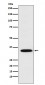 Anti-STX1A Rabbit Monoclonal Antibody