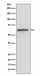 Anti-KLC1 Rabbit Monoclonal Antibody