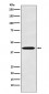 Anti-TROY Rabbit Monoclonal Antibody