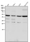 Anti-TROY Rabbit Monoclonal Antibody