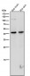 Anti-TROY Rabbit Monoclonal Antibody