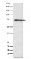 Anti-DOK1 Rabbit Monoclonal Antibody