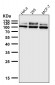 Anti-GAA Rabbit Monoclonal Antibody