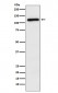 Anti-APLP2 Rabbit Monoclonal Antibody