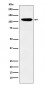 Anti-Eph receptor B3 Rabbit Monoclonal Antibody