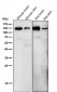 Anti-Eph receptor B3 Rabbit Monoclonal Antibody