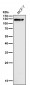 Anti-Eph receptor B3 Rabbit Monoclonal Antibody