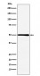 Anti-HMGCS2 Rabbit Monoclonal Antibody