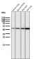 Anti-HMGCS2 Rabbit Monoclonal Antibody