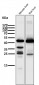 Anti-HMGCS2 Rabbit Monoclonal Antibody