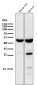 Anti-HMGCS2 Rabbit Monoclonal Antibody