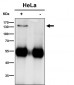 Anti-HTSF1 Rabbit Monoclonal Antibody