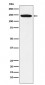 Anti-HTSF1 Rabbit Monoclonal Antibody