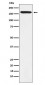 Anti-BAT3 Rabbit Monoclonal Antibody