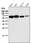 Anti-P4HB Rabbit Monoclonal Antibody