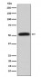 Anti-Glycerol kinase Rabbit Monoclonal Antibody