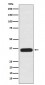 Anti-PDLIM1 Rabbit Monoclonal Antibody