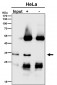 Anti-Gemin 2 Rabbit Monoclonal Antibody