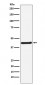 Anti-HOXA5 Rabbit Monoclonal Antibody