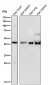 Anti-HOXA5 Rabbit Monoclonal Antibody