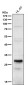 Anti-HOXA5 Rabbit Monoclonal Antibody