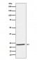 Anti-IL32 Rabbit Monoclonal Antibody