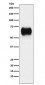 Anti-MICA Rabbit Monoclonal Antibody