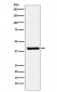 Anti-XRCC3 Rabbit Monoclonal Antibody