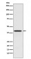 Anti-PCBP1 Rabbit Monoclonal Antibody