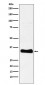 Anti-Monoacylglycerol Lipase Rabbit Monoclonal Antibody