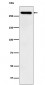 Anti-TAF1 Rabbit Monoclonal Antibody