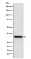 Anti-PITX3 Rabbit Monoclonal Antibody