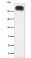 Anti-mGluR3 Rabbit Monoclonal Antibody