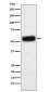 Anti-Fetuin A Rabbit Monoclonal Antibody