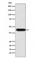Anti-LHX2 Rabbit Monoclonal Antibody