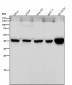 Anti-LHX2 Rabbit Monoclonal Antibody