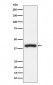 Anti-CD1c Rabbit Monoclonal Antibody