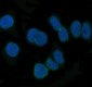 Anti-NUP62 Rabbit Monoclonal Antibody