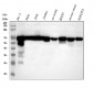 Anti-NUP62 Rabbit Monoclonal Antibody