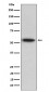 Anti-TRAF2 Rabbit Monoclonal Antibody