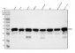 Anti-MBD3 Rabbit Monoclonal Antibody