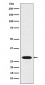 Anti-RCHY1 Rabbit Monoclonal Antibody