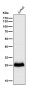 Anti-RCHY1 Rabbit Monoclonal Antibody