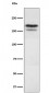 Anti-EHMT2 Rabbit Monoclonal Antibody