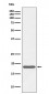 Anti-Caveolin-3 Rabbit Monoclonal Antibody