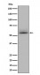 Anti-CD147 Rabbit Monoclonal Antibody