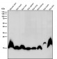 Anti-Histone H3 (mono methyl K9) Rabbit Monoclonal Antibody