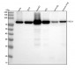 Anti-FACL4 Rabbit Monoclonal Antibody