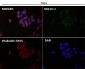 Anti-COX IV Rabbit Monoclonal Antibody