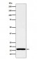 Anti-COX IV Rabbit Monoclonal Antibody